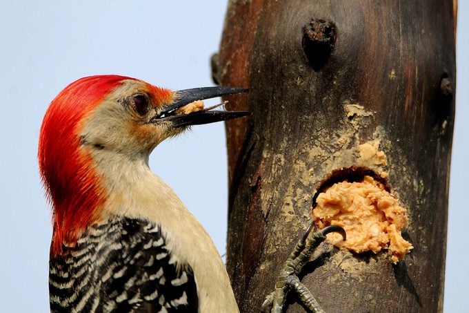 ¿Pueden los pájaros comer mantequilla de maní?