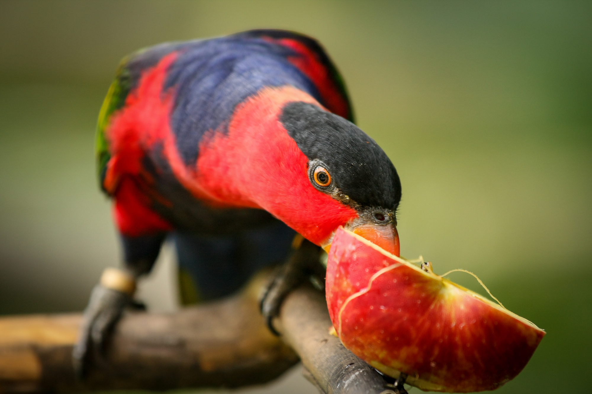 ¿Pueden los pájaros comer manzanas? ¡Además, otros hechos deliciosos!