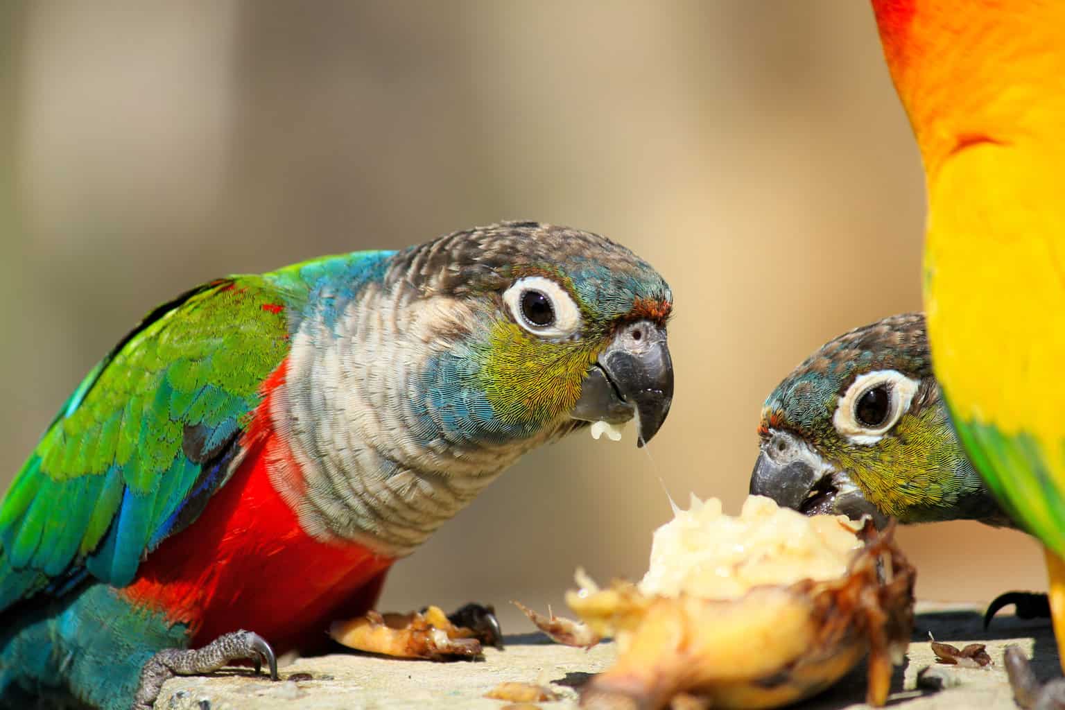 ¿Pueden los pájaros comer melocotones? Datos nutricionales dulces!