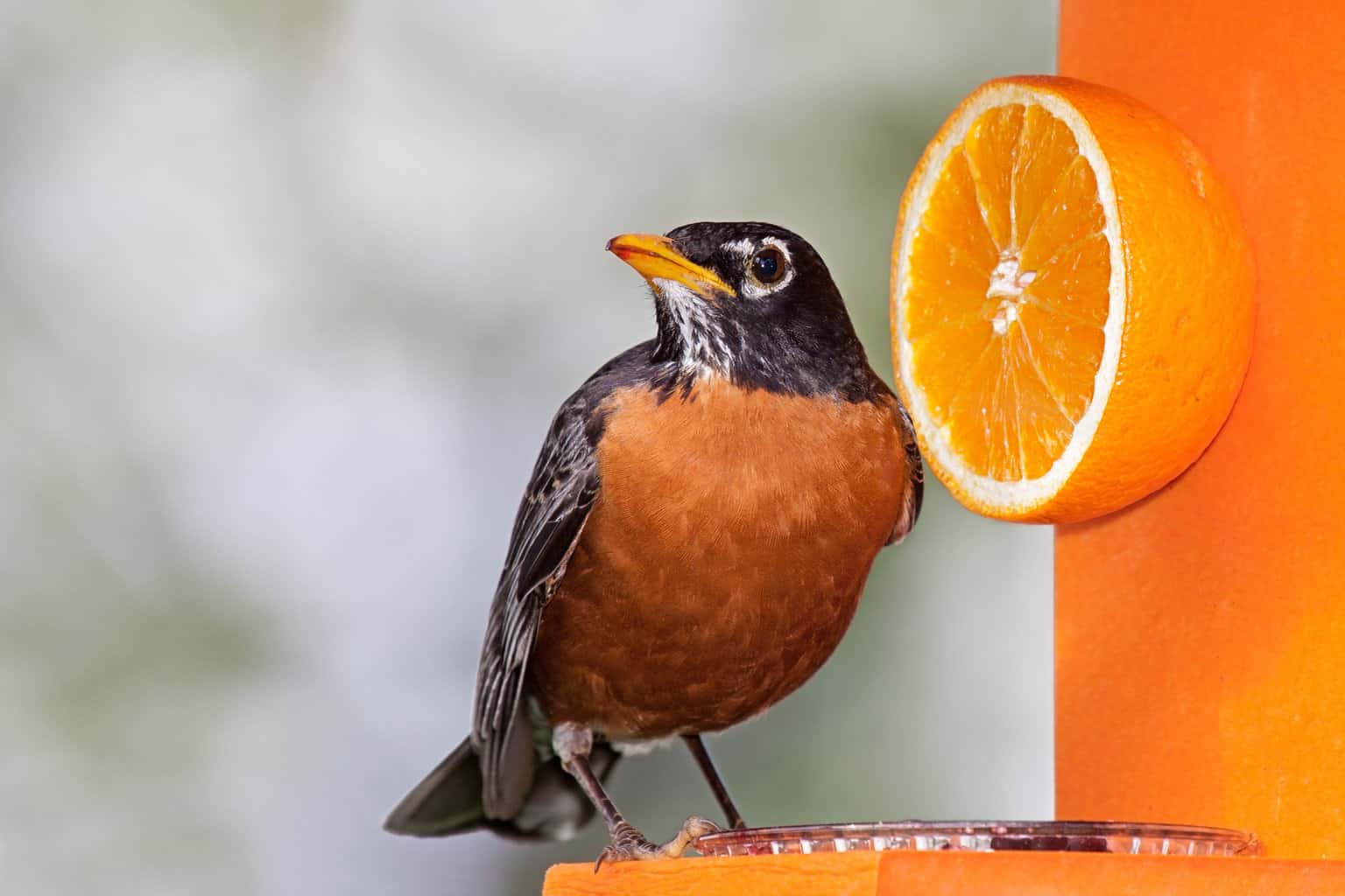 ¿Pueden los pájaros comer naranjas? ¡Todos los pros y contras importantes!