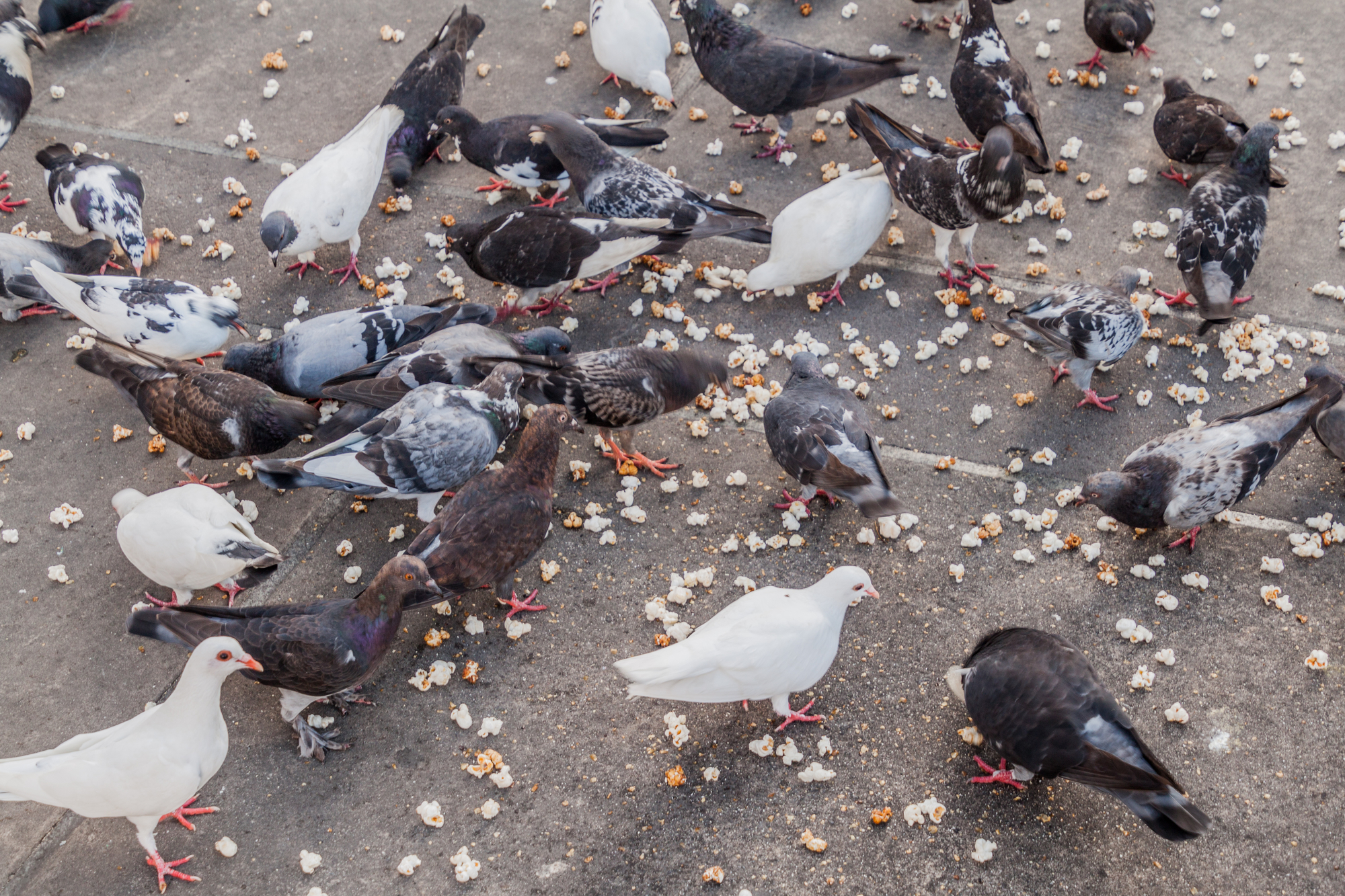 ¿Pueden los pájaros comer palomitas de maíz? Alimentando a tus amigos emplumados