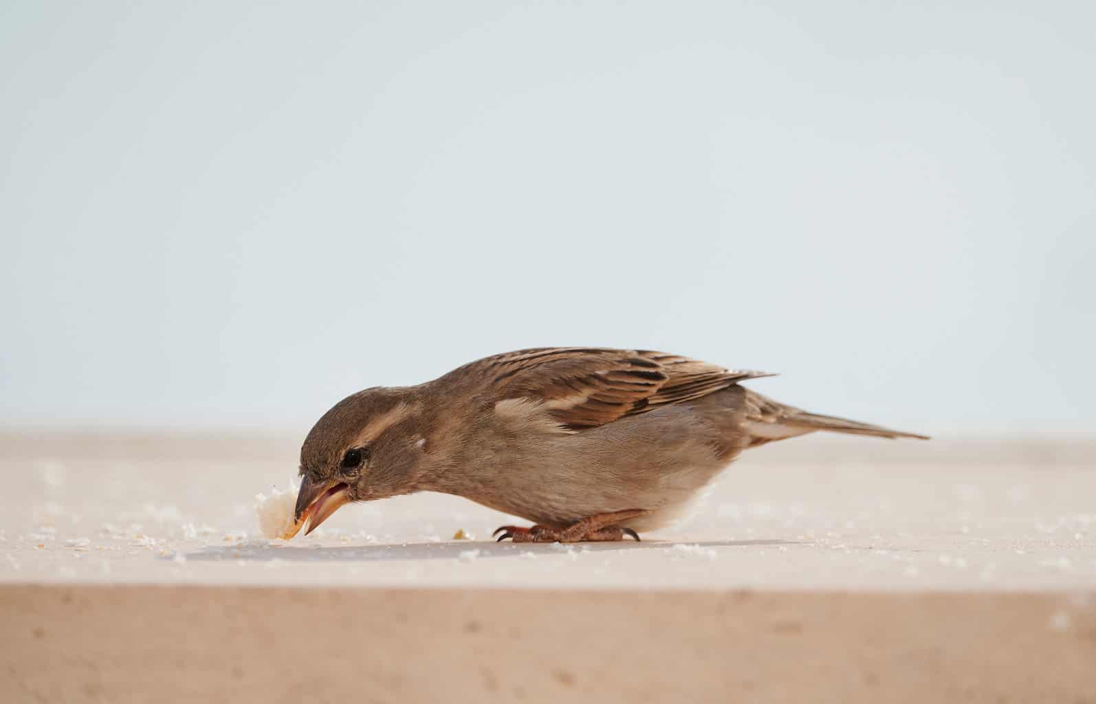 ¿Pueden los pájaros comer pan? Consejos para alimentar a sus amigos del patio trasero