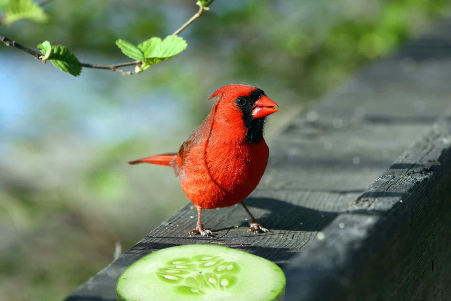 ¿Pueden los pájaros comer pepino? Cómo alimentar a tus amigos del patio trasero