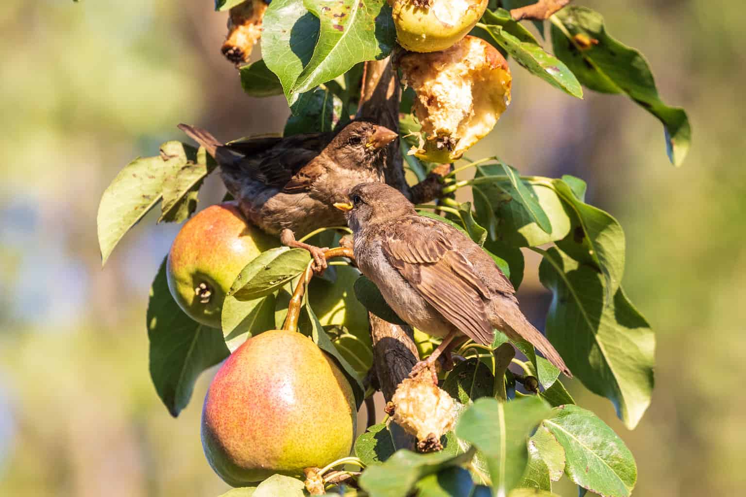 ¿Pueden los pájaros comer peras? Nuestra guía para ofrecer peras a las aves