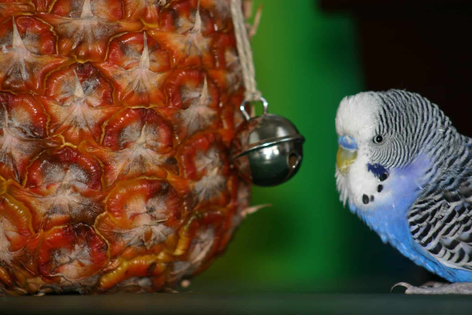 ¿Pueden los pájaros comer piña? ¡Todo lo que necesitas saber!