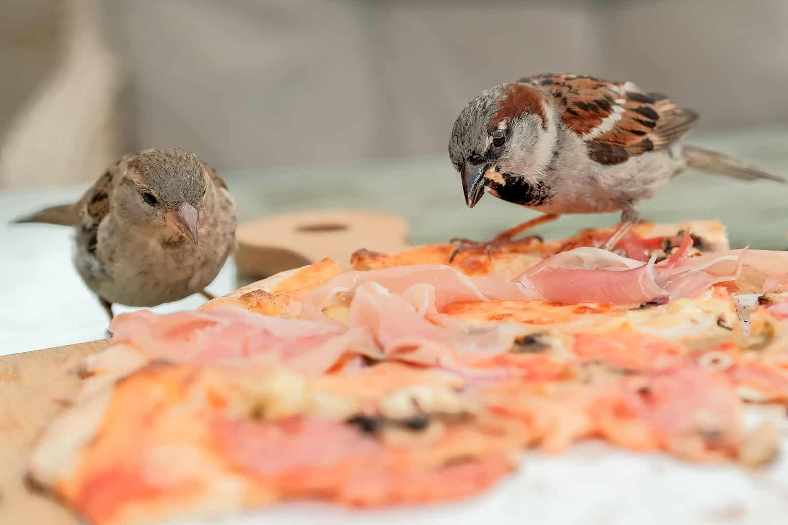 ¿Pueden los pájaros comer pizza? Una guía para compartir sus sobras