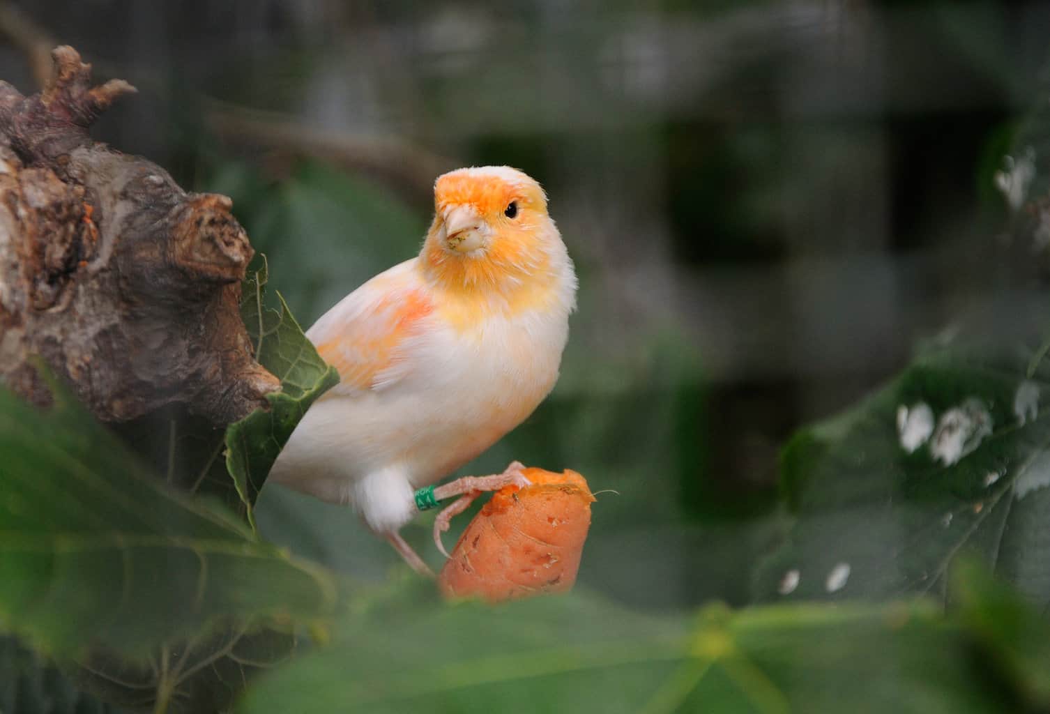 ¿Pueden los pájaros comer zanahorias? Cómo y por qué puede ser bueno para ellos