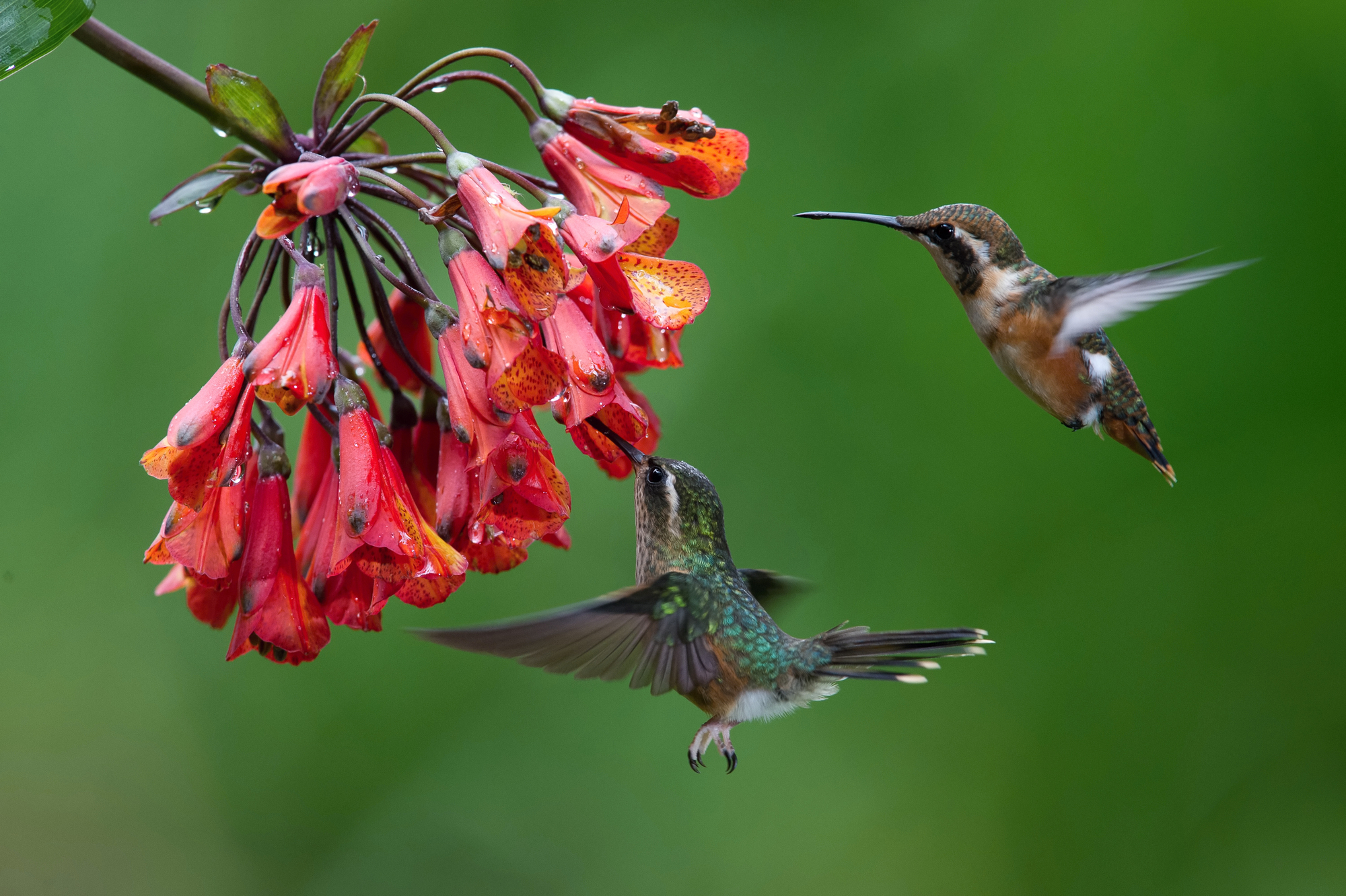 ¿Pueden oler los colibríes? ¡Cómo encuentran estos pájaros un comedero!
