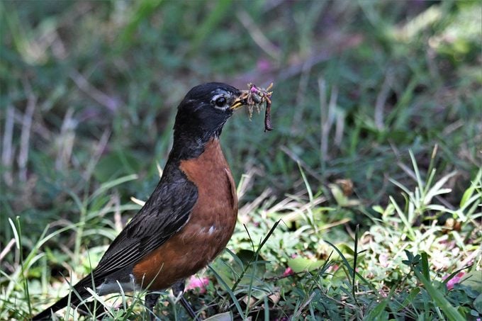 Signos de la primavera: 8 grandes momentos de observación de aves en primavera