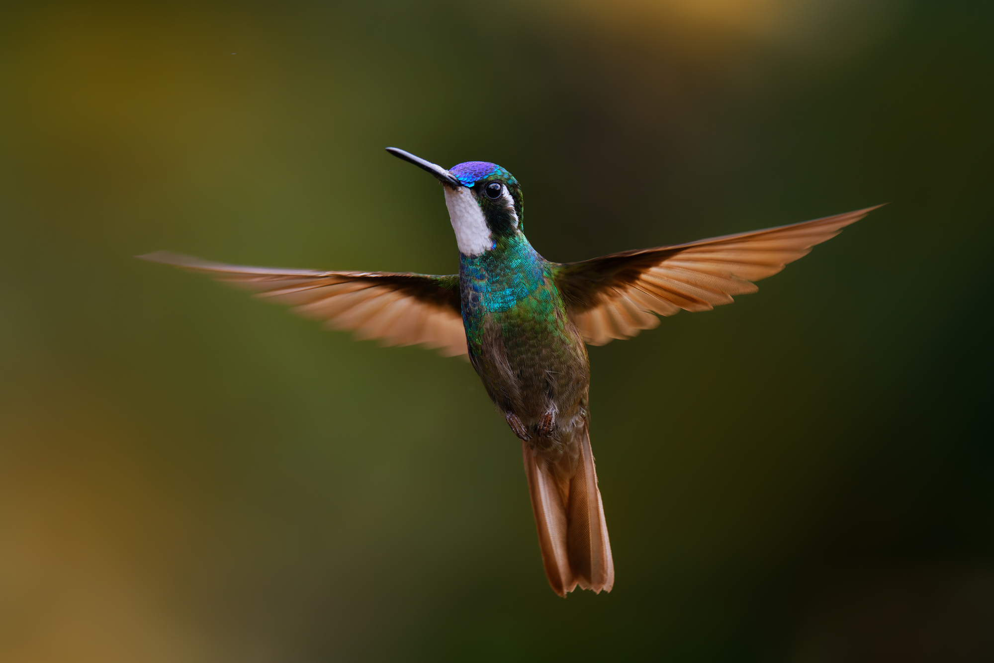 ¿Qué tan alto vuelan los colibríes? Algunos datos sobre vuelos elevados