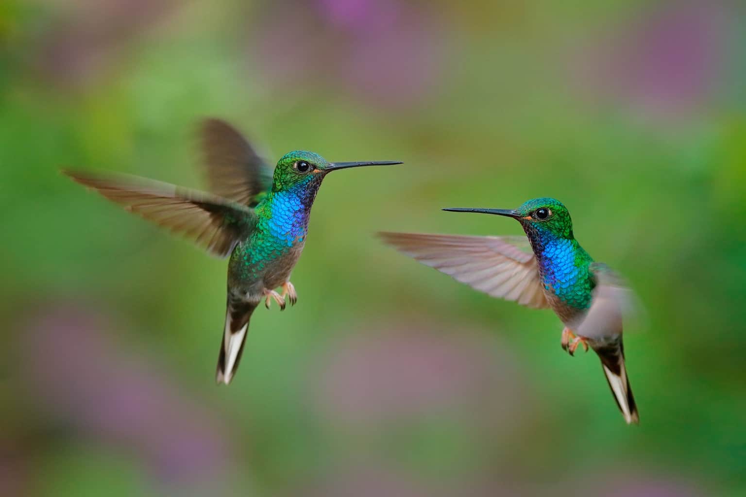¿Qué tan rápido vuelan los colibríes? ¡Más algunos hechos únicos!