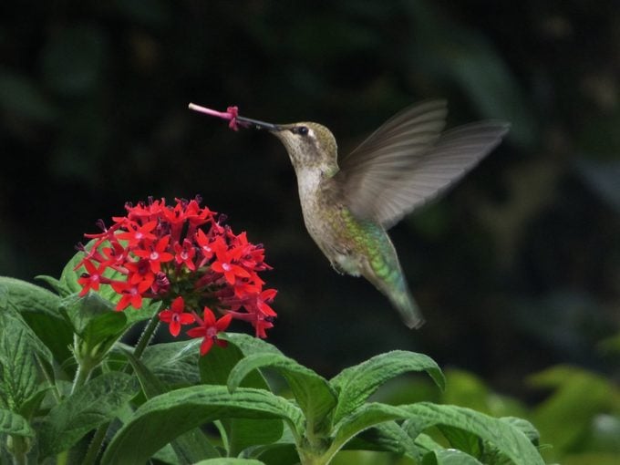 ¿Qué tan rápido vuelan y aletean los colibríes?