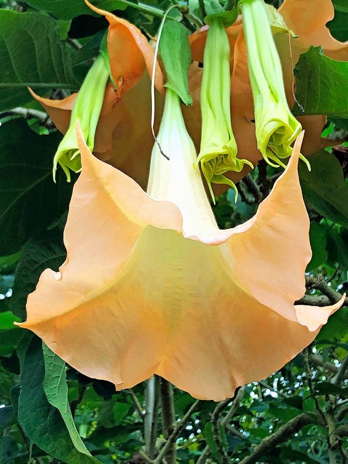 ¿Son las flores de Brugmansia adecuadas para su jardín?