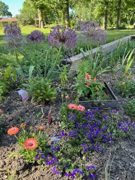 Jardín de Illinois de Anita - Jardinería fina