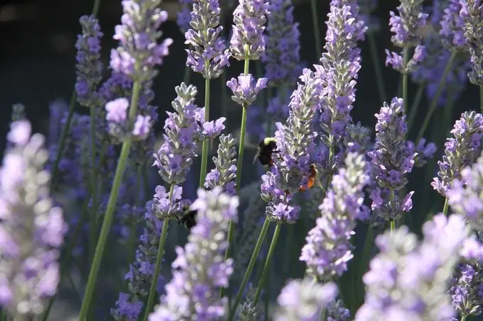 10 flores moradas para cultivar en tu jardín