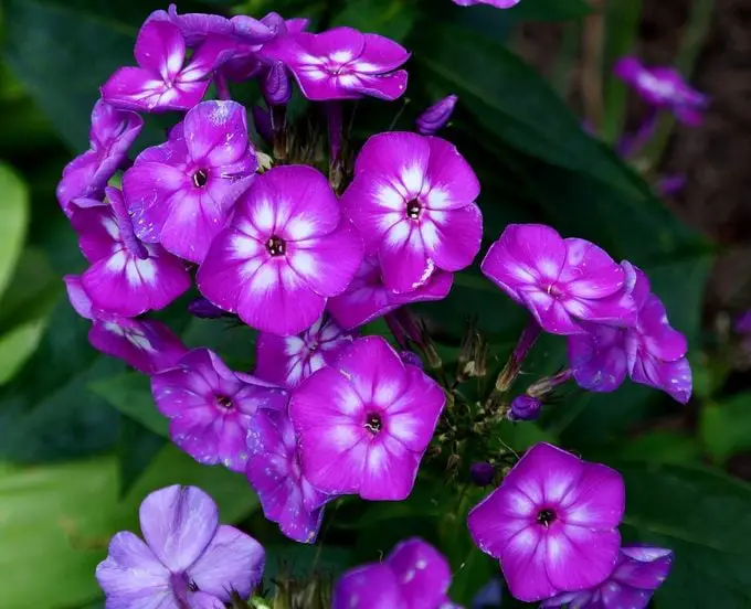 10 flores moradas para cultivar en tu jardín