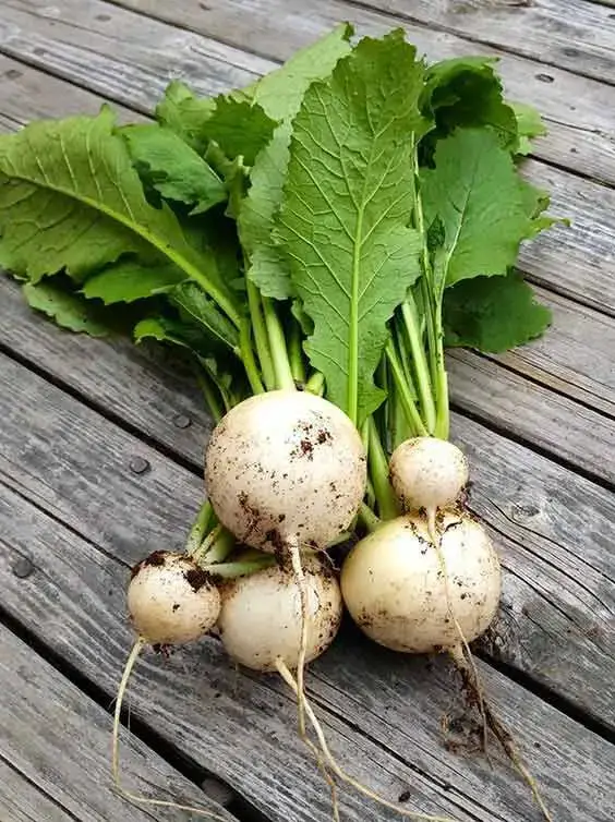 10 vegetales de crecimiento rápido que puedes cosechar rápidamente