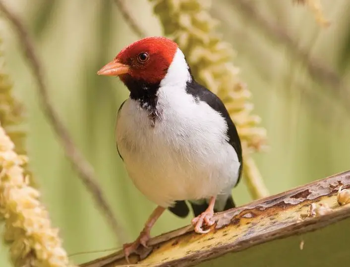 Cardenal |