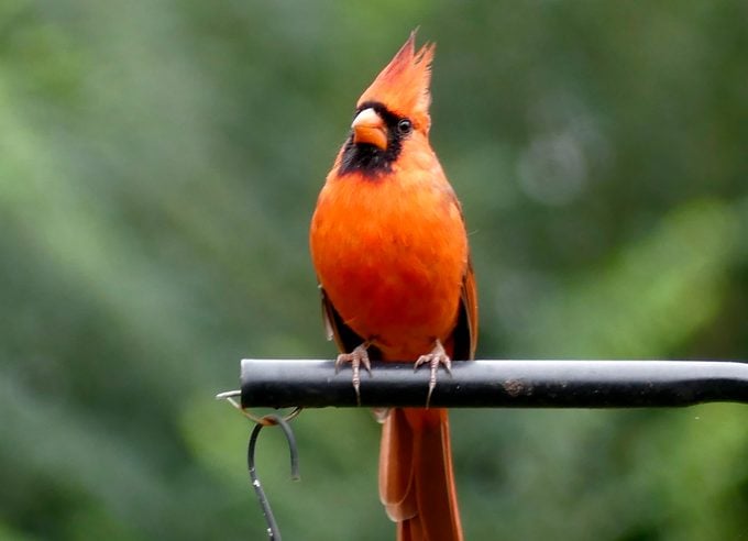 11 datos interesantes sobre el pájaro cardenal que debes saber