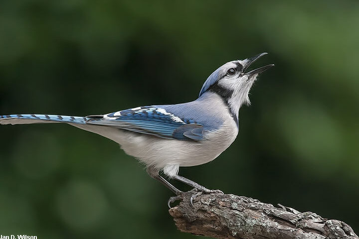 ¿Cómo identificar y atraer a los arrendajos azules?