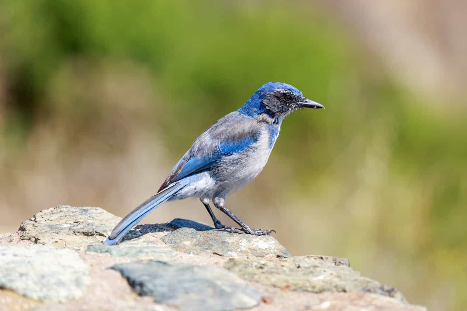 14 pájaros que parecen arrendajos azules: la guía definitiva sobre pájaros