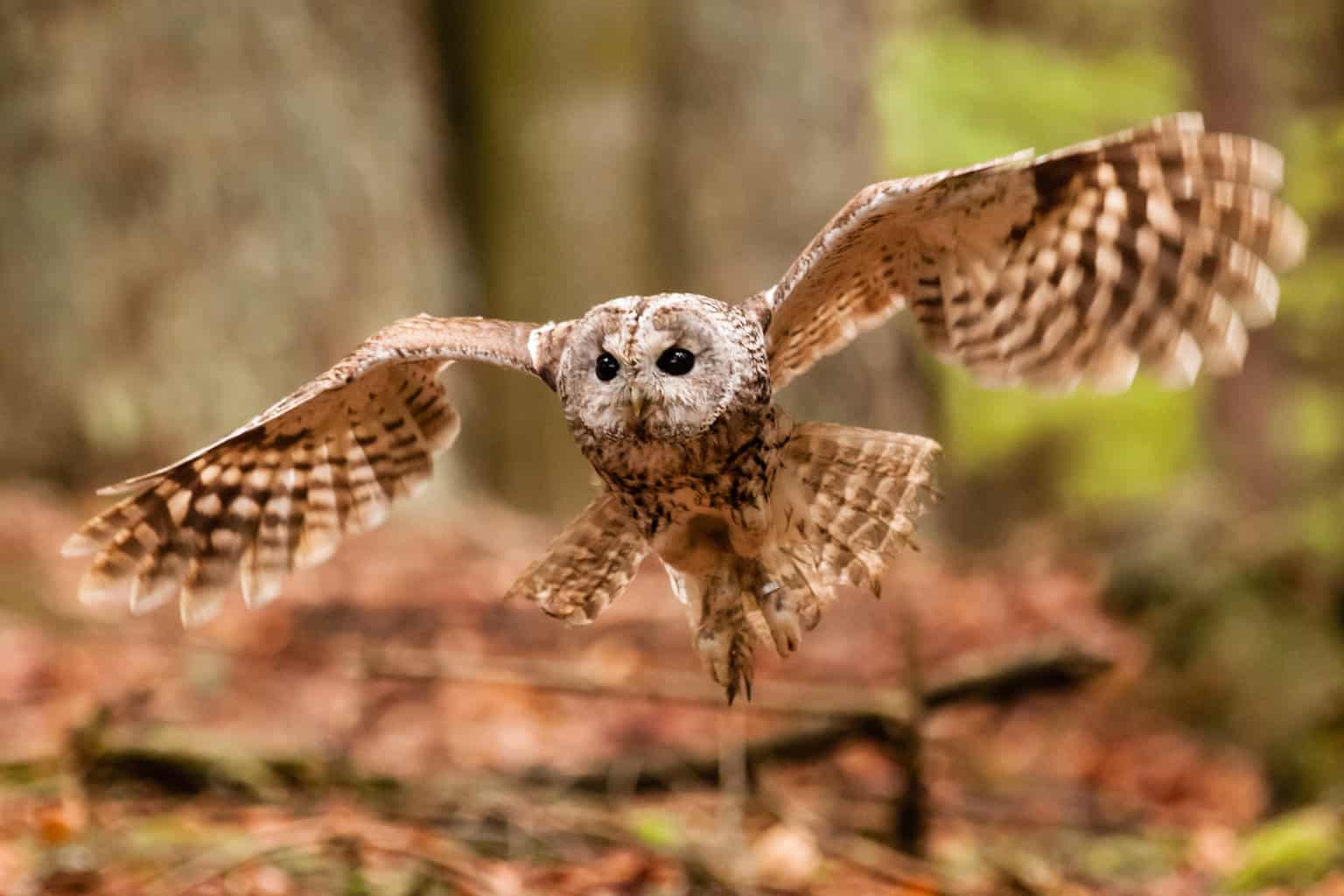 16 pájaros que cantan en la noche