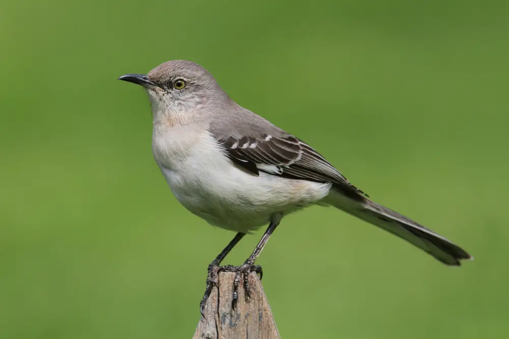 16 pájaros que cantan en la noche