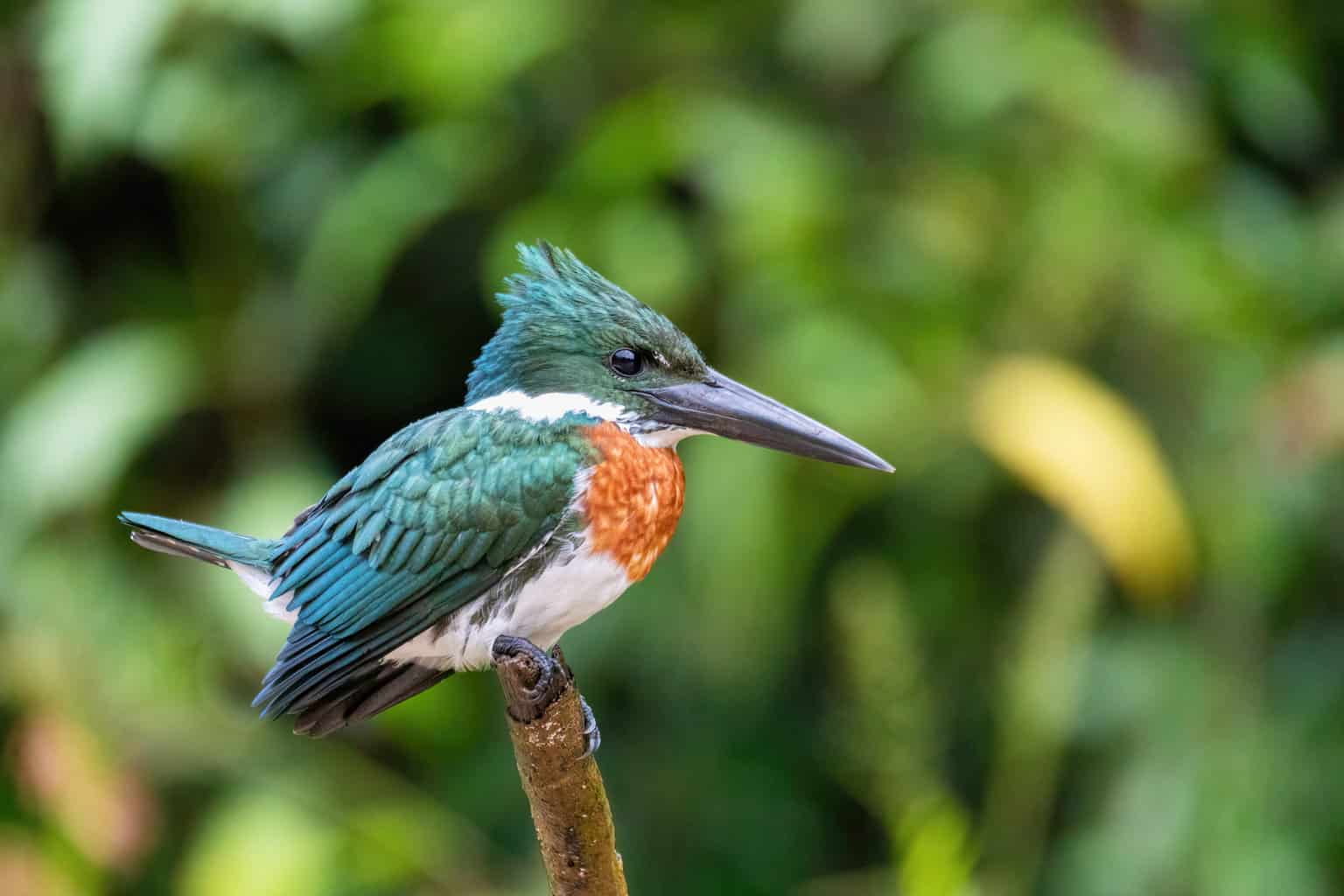 16 pájaros que parecen martines pescadores
