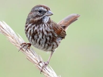 Identificación del gorrión cantor, todo sobre las aves, Cornell Lab of ...