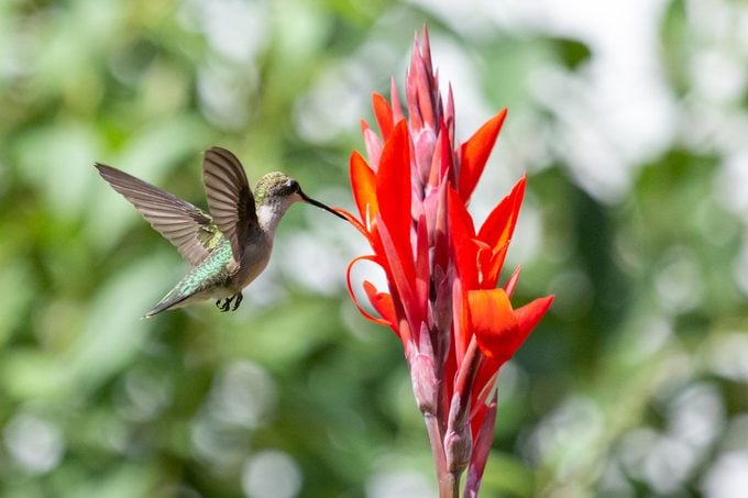 Colibrí macho vs hembra: ¿cuál es la diferencia?