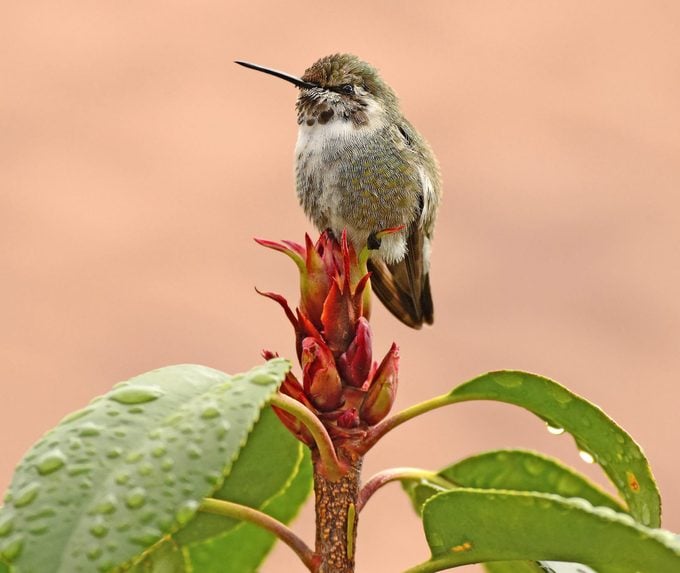 Colibrí macho vs hembra: ¿cuál es la diferencia?