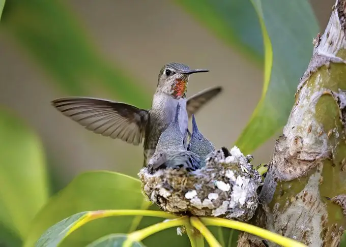Colibrí macho vs hembra: ¿cuál es la diferencia?