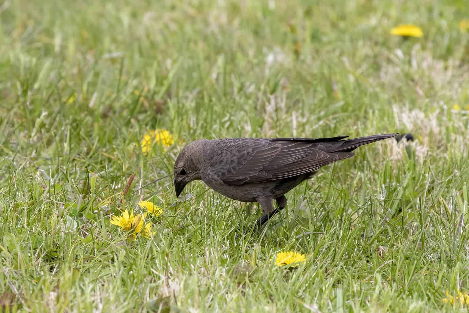 20 tipos de pájaros negros: ¡nuestra lista de cosas a tener en cuenta!