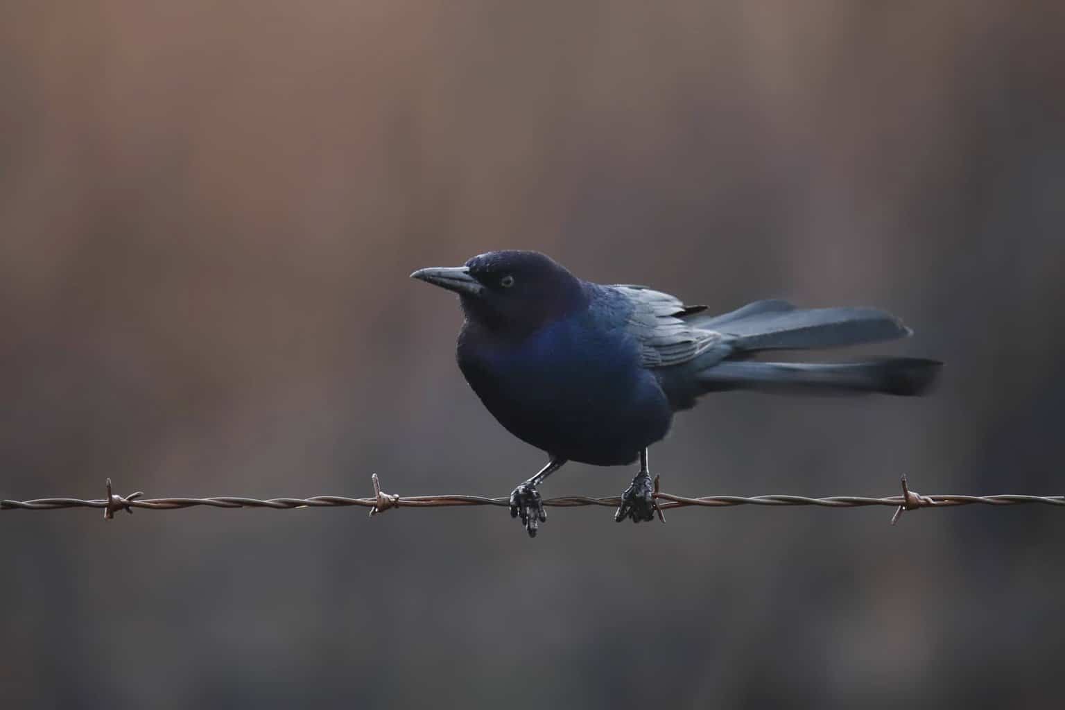 20 tipos de pájaros negros: ¡nuestra lista de cosas a tener en cuenta!