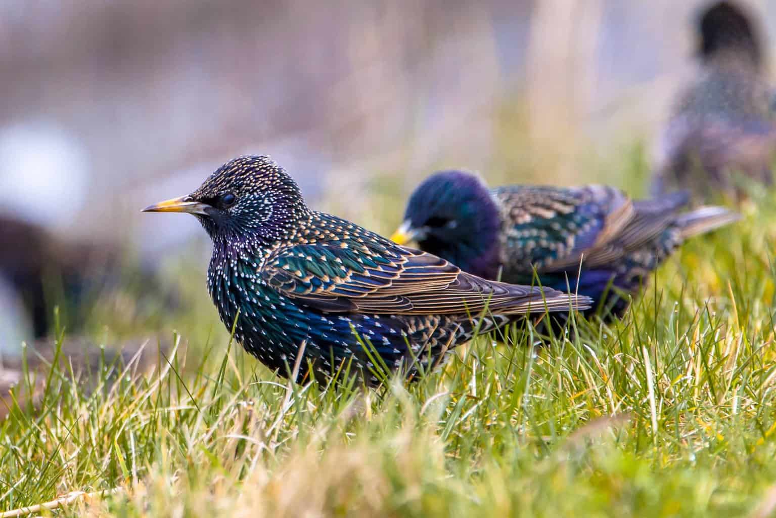 Los 10 tipos de mirlos en Maryland que un observador de aves puede encontrar