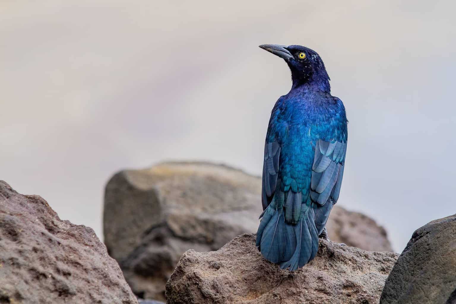 20 tipos de pájaros negros: ¡nuestra lista de cosas a tener en cuenta!