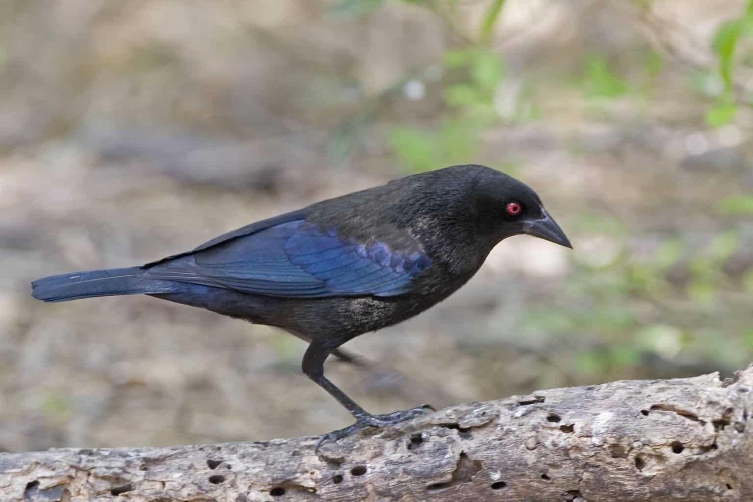 20 tipos de pájaros negros: ¡nuestra lista de cosas a tener en cuenta!