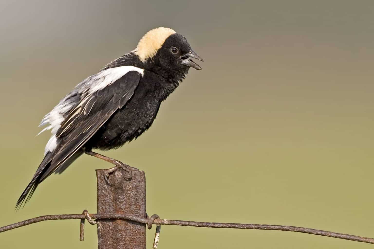 20 tipos de pájaros negros: ¡nuestra lista de cosas a tener en cuenta!