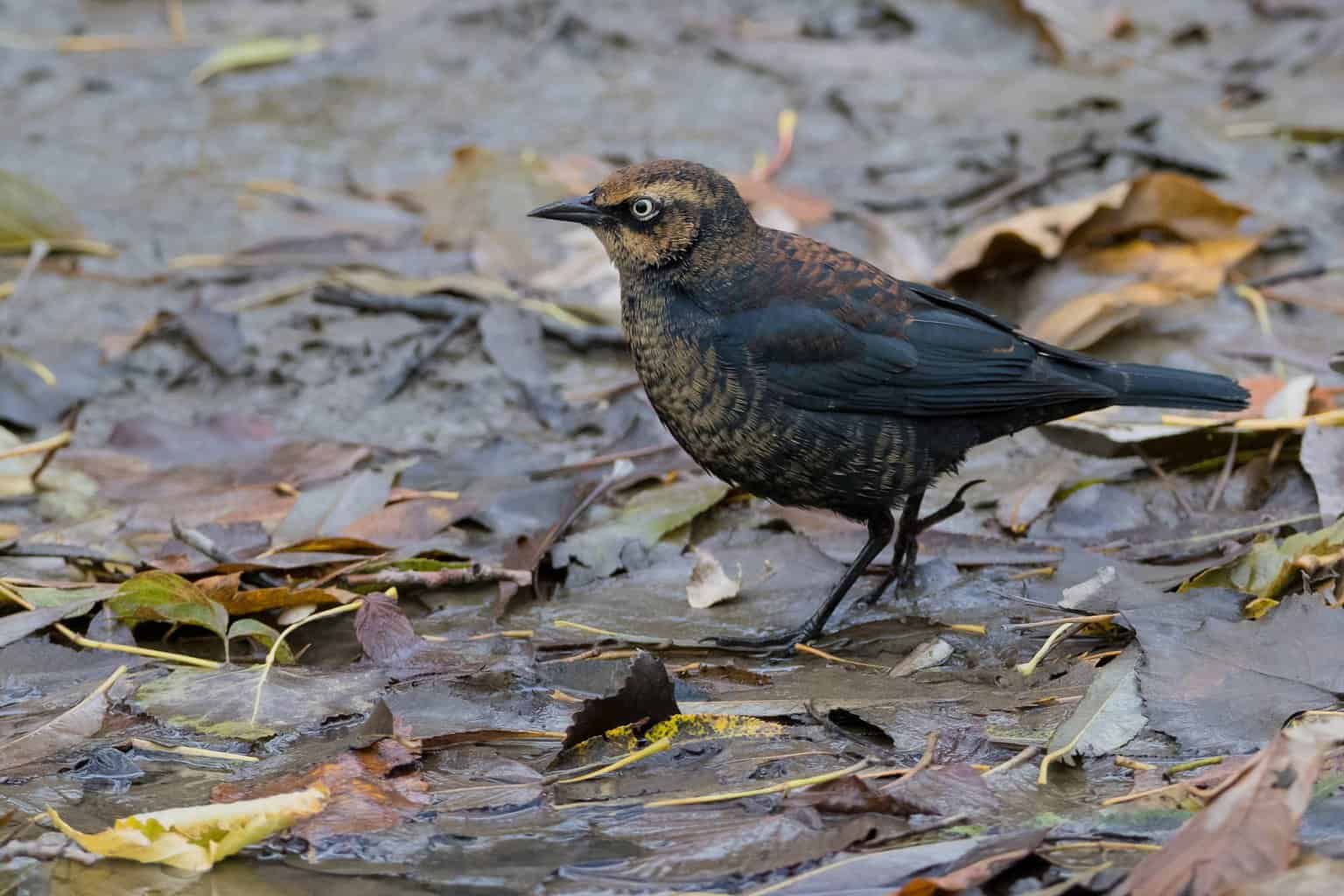 20 tipos de pájaros negros: ¡nuestra lista de cosas a tener en cuenta!