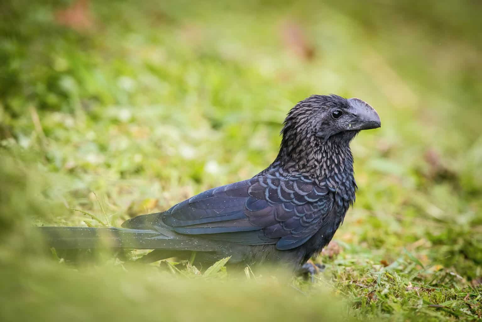 20 tipos de pájaros negros: ¡nuestra lista de cosas a tener en cuenta!