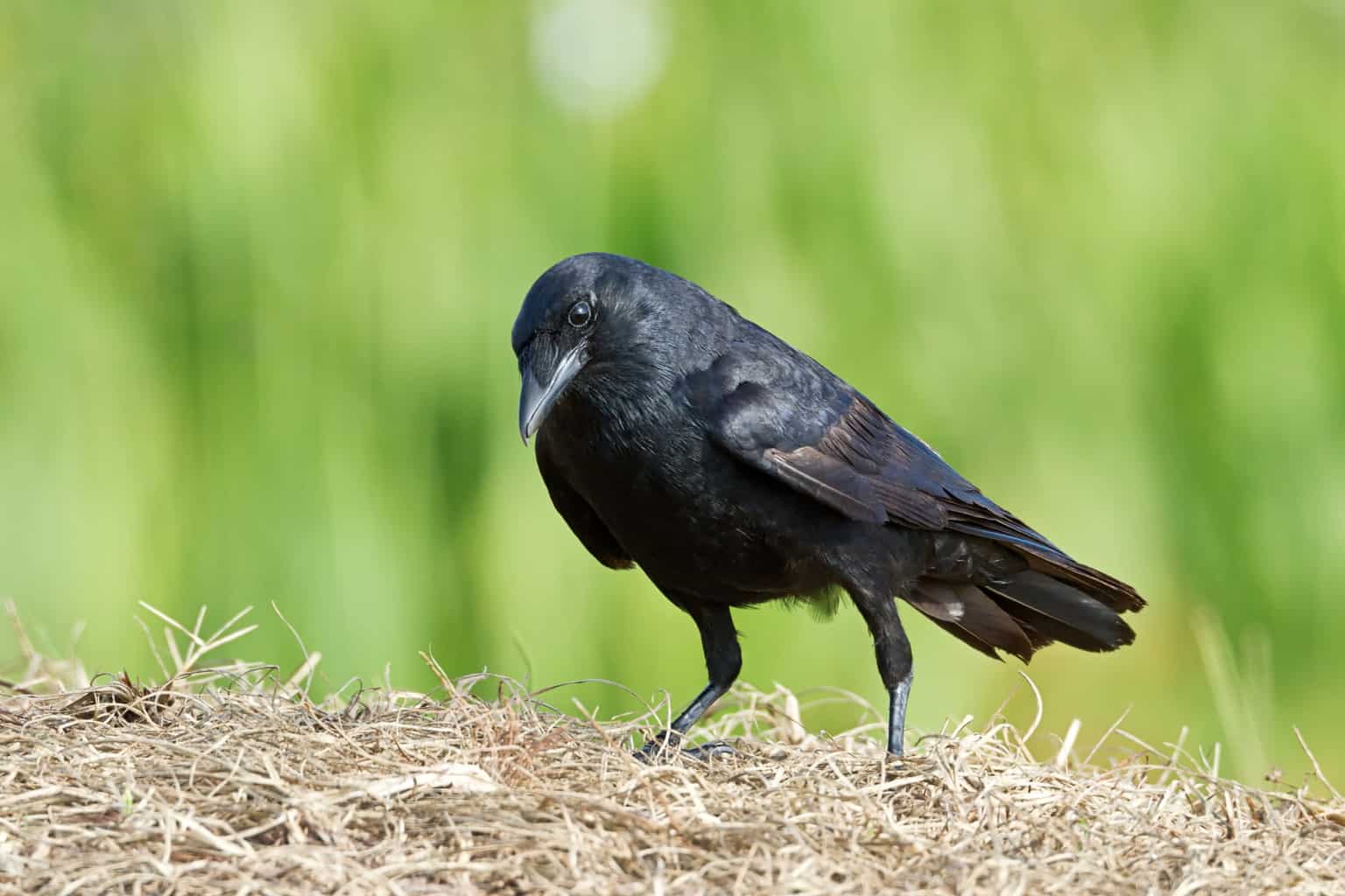 30 pájaros en Kentucky: ¡nuestra guía de los mejores y más brillantes!