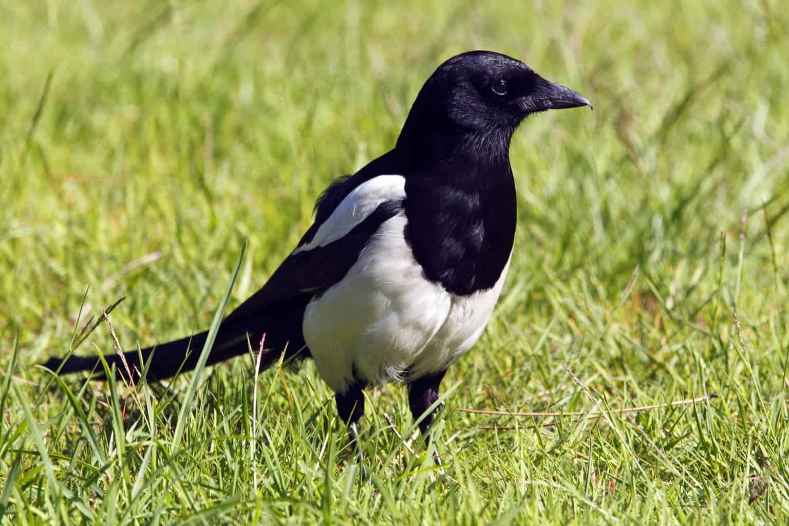 20 tipos de pájaros negros: ¡nuestra lista de cosas a tener en cuenta!