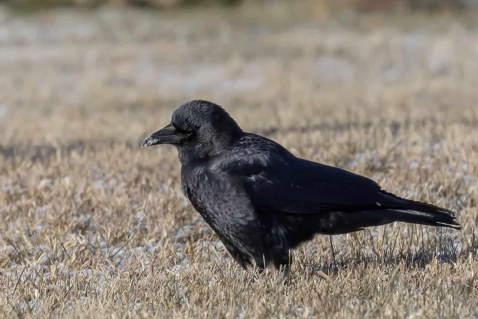 ¿Cómo se llama un grupo de pájaros? No es solo un rebaño