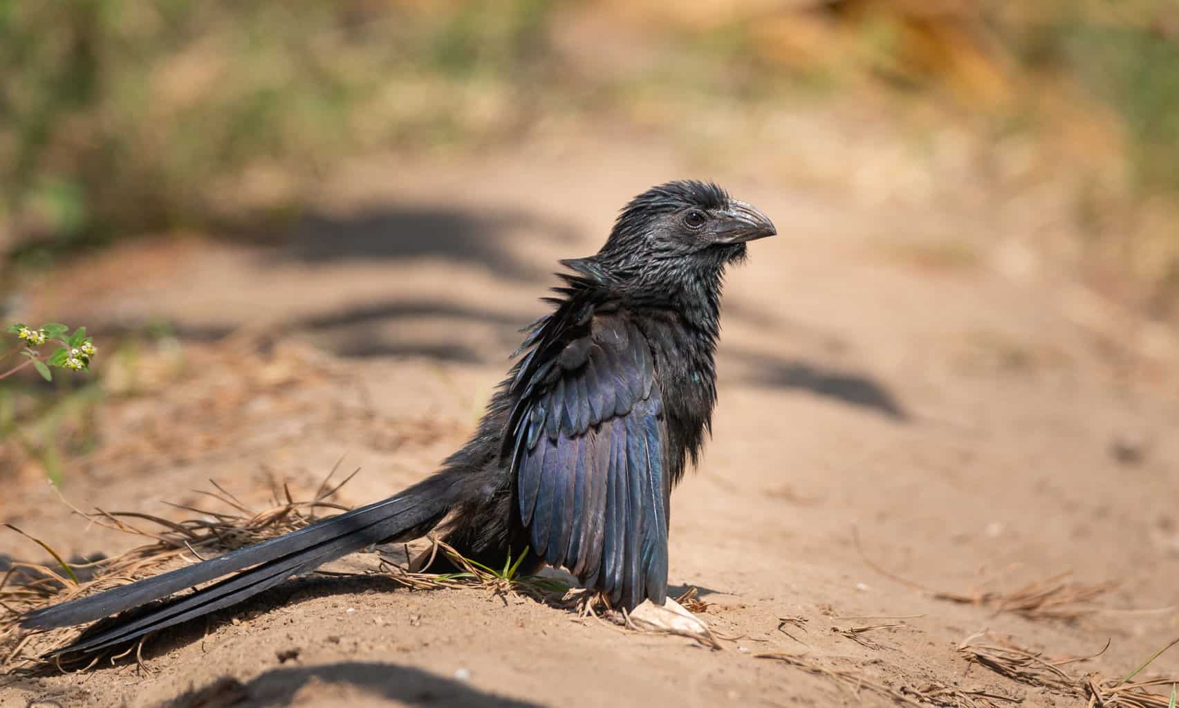 20 tipos de pájaros negros: ¡nuestra lista de cosas a tener en cuenta!