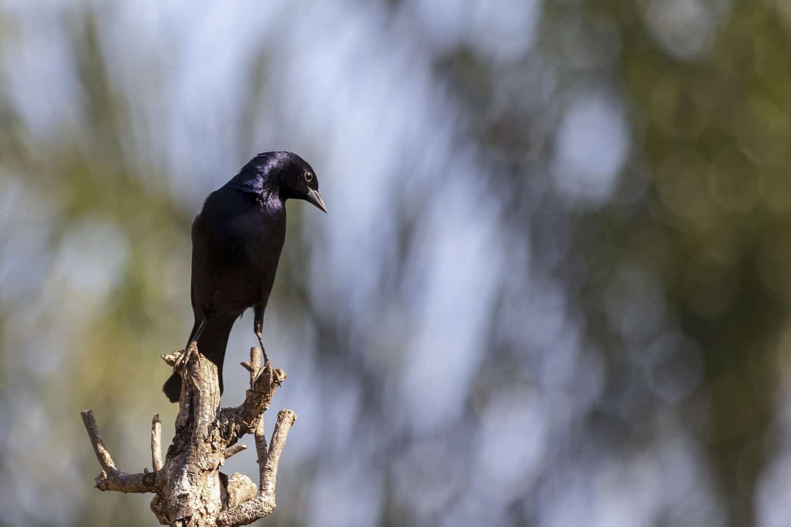 ¿Cómo se llama un grupo de pájaros? No es solo un rebaño