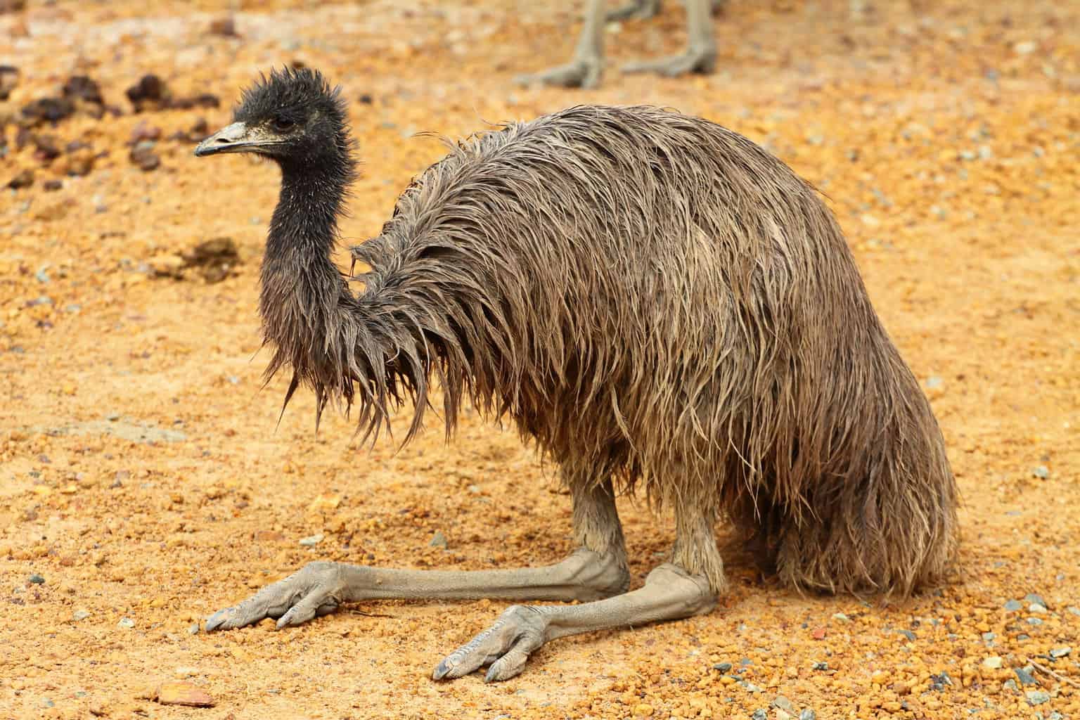 6 pájaros que parecen avestruces: la guía completa de aves