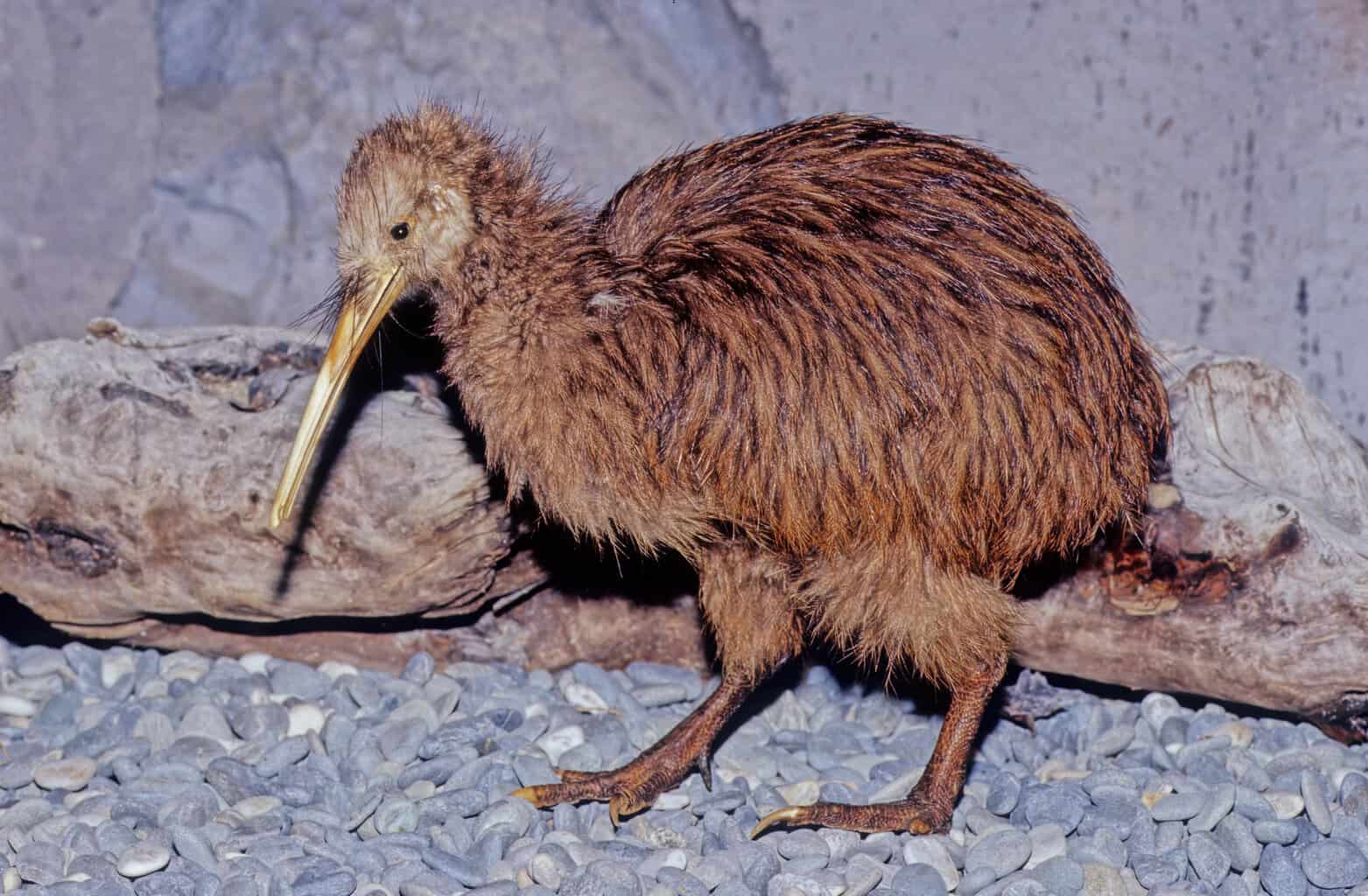 6 pájaros que parecen avestruces: la guía completa de aves