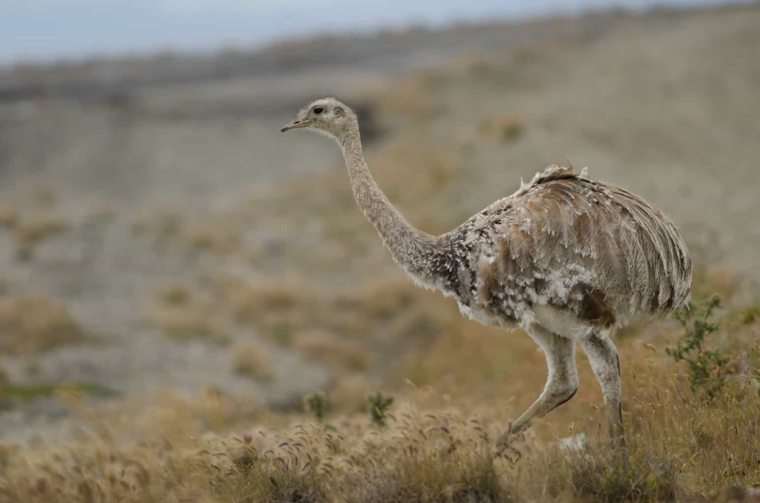 6 pájaros que parecen avestruces: la guía completa de aves