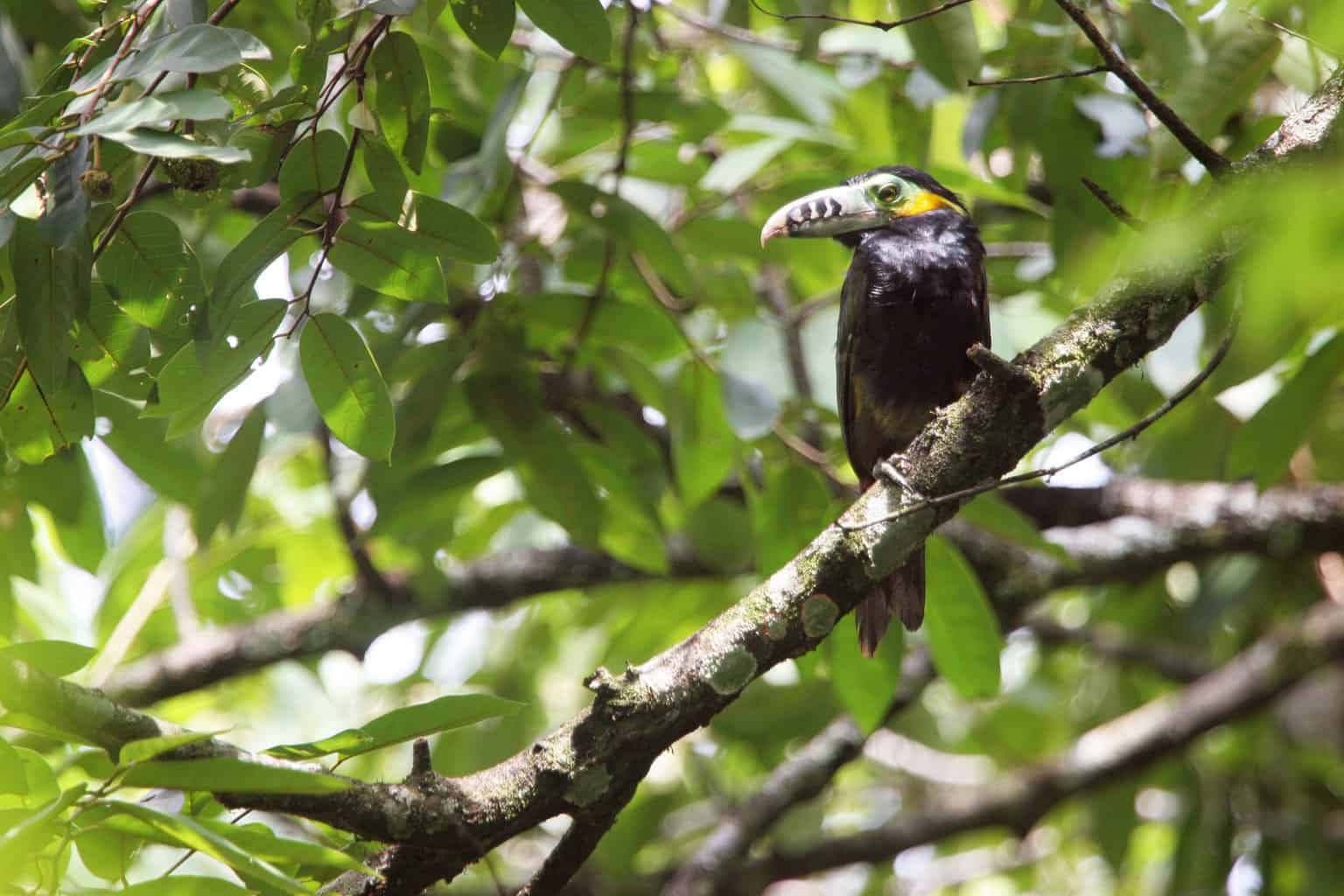5 pájaros que parecen tucanes