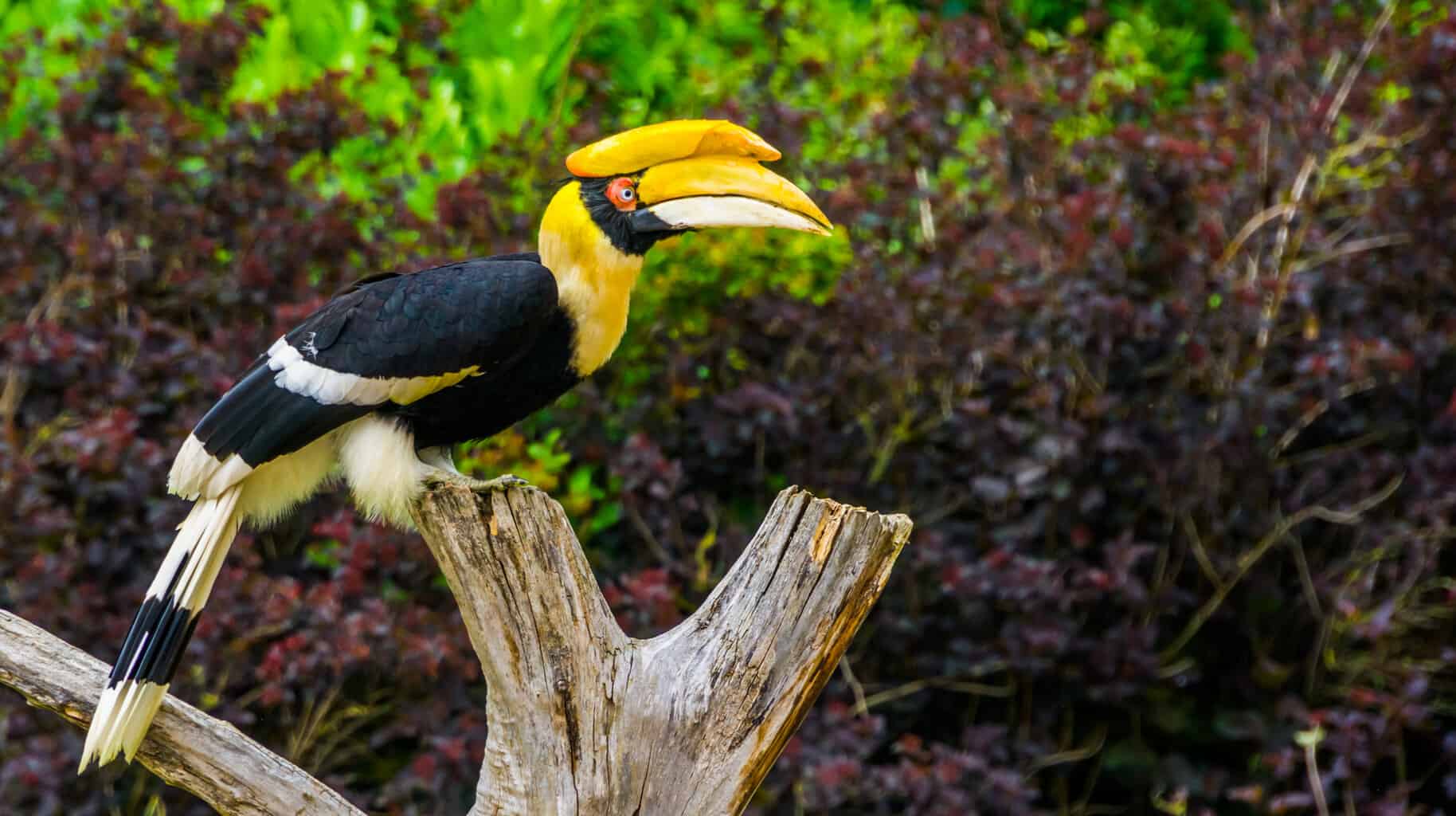 5 pájaros que parecen tucanes
